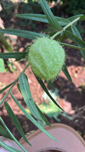 balloonplant