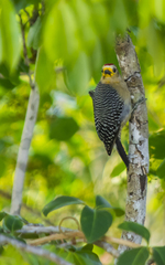 Melanerpes pygmaeus