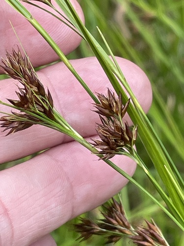 Clustered Beaksedge (Rhynchospora glomerata)