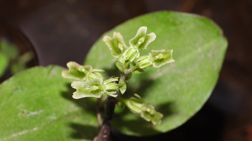 Auricled Twayblade (Neottia auriculata)