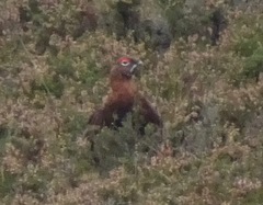 Lagopus lagopus scotica