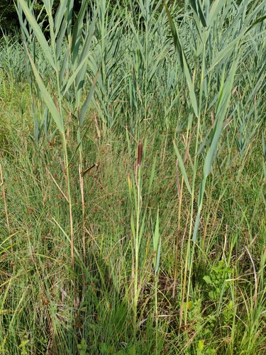 Typha shuttleworthii