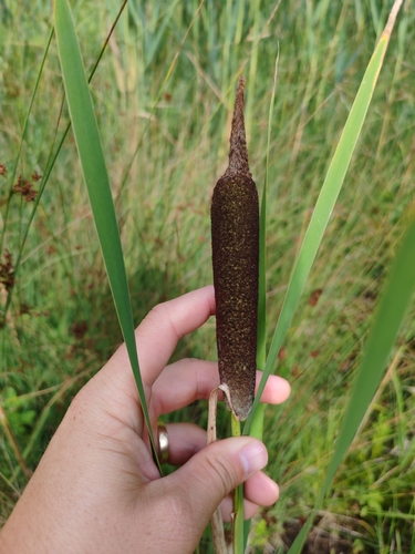 Typha shuttleworthii, photograph 2