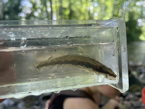 Longhead darter (Percina macrocephala) — Percidae — 5