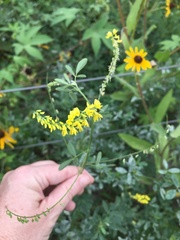 Melilotus officinalis