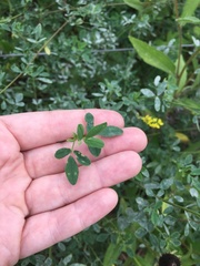 Melilotus officinalis