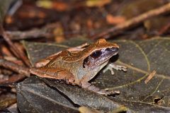 Pristimantis conspicillatus