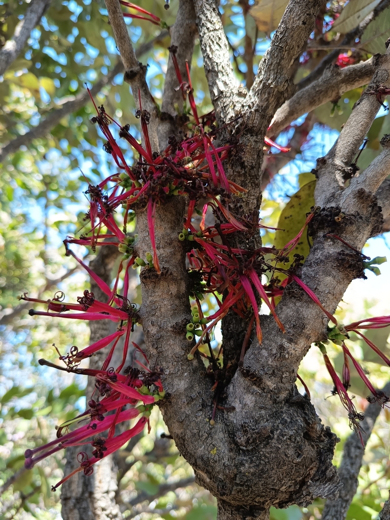 Globimetula anguliflora