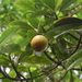 Ficus crassiuscula - Photo 由 Emmanuel Rodríguez Rojas 所上傳的 (c) Emmanuel Rodríguez Rojas，保留部份權利CC BY-NC