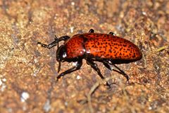 Pselaphacus nigropunctatus