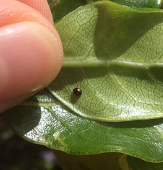 Serangium maculigerum
