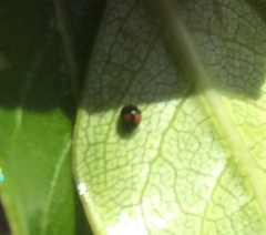 Serangium maculigerum