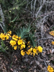 Pultenaea stipularis