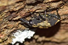 Heilipodus bellicosus