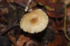 Fungi