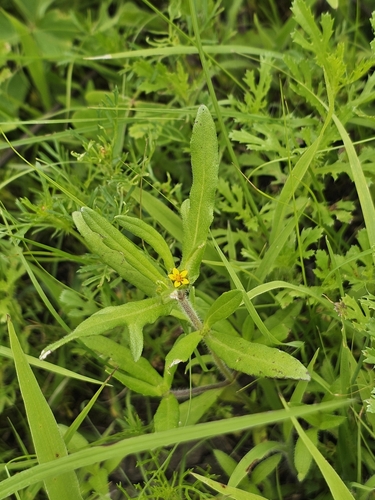 Rough blackfoot (Melampodium sericeum)