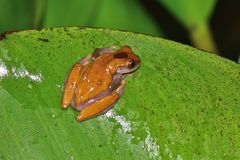 Dendropsophus reticulatus