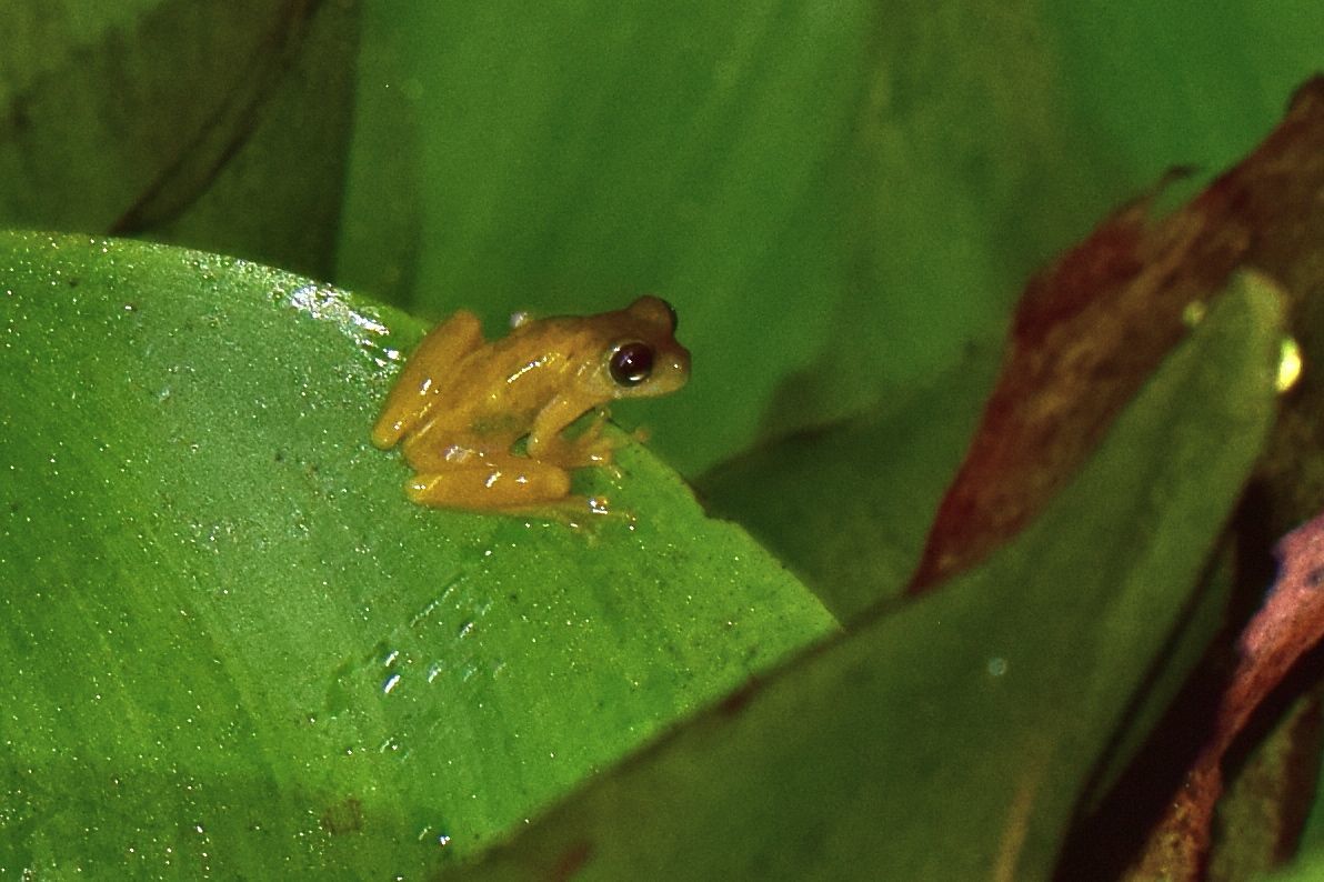 Waorani Robber Frog photo 4