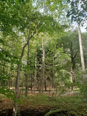 Oxydendrum