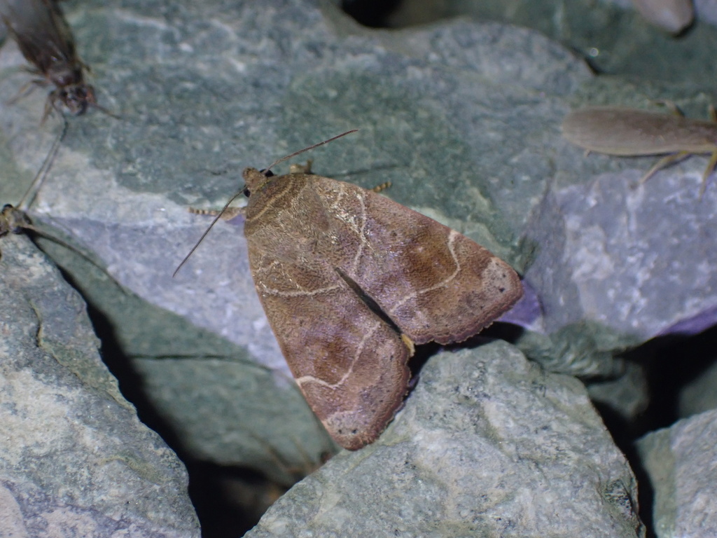 Cosmia unicolor