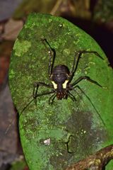 Cranaidae