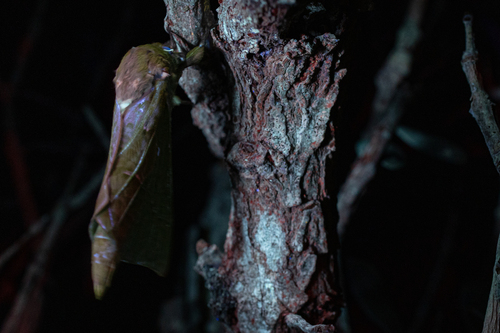 Photo of Pūriri moth (Aenetus virescens)