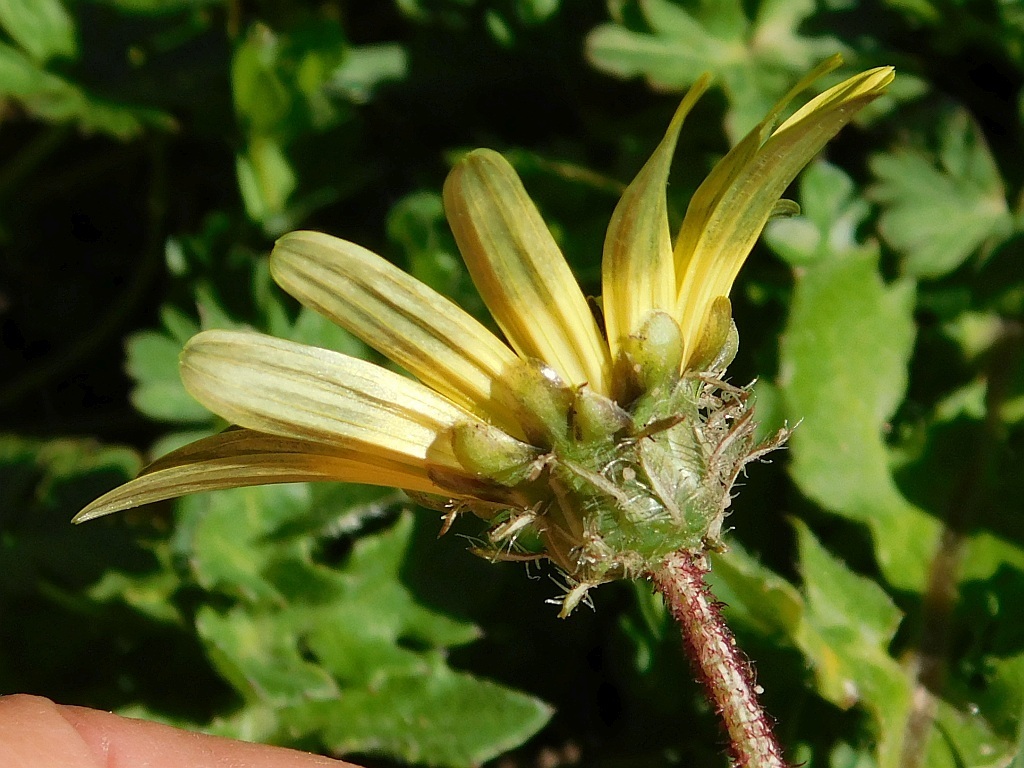 Capeweed from Greyton, 7233, South Africa on September 1, 2019 at 02:38 ...