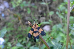 Calopteron reticulatum