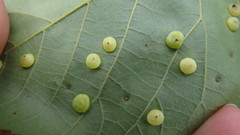 Caryomyia glauciglobus