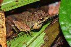 Pristimantis lanthanites