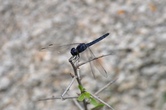 Indothemis carnatica