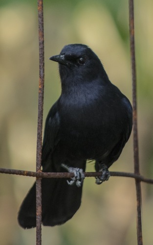 Black Catbird