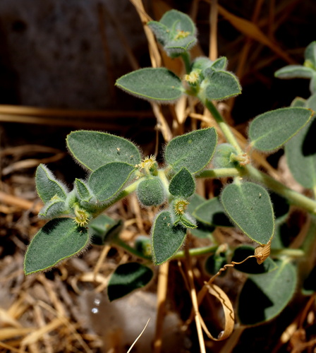 Euphorbia petiolata, 2025-07-10