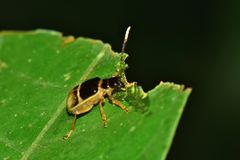 Paratriarius