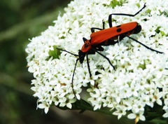Chauliognathus togatus