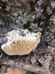 Pseudoinonotus
