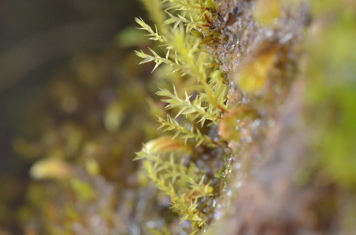 Pohlia camptotrachela, 2025-07-10