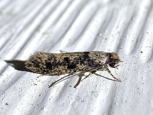 European House Moth photo 2