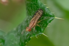 Trypetoptera canadensis
