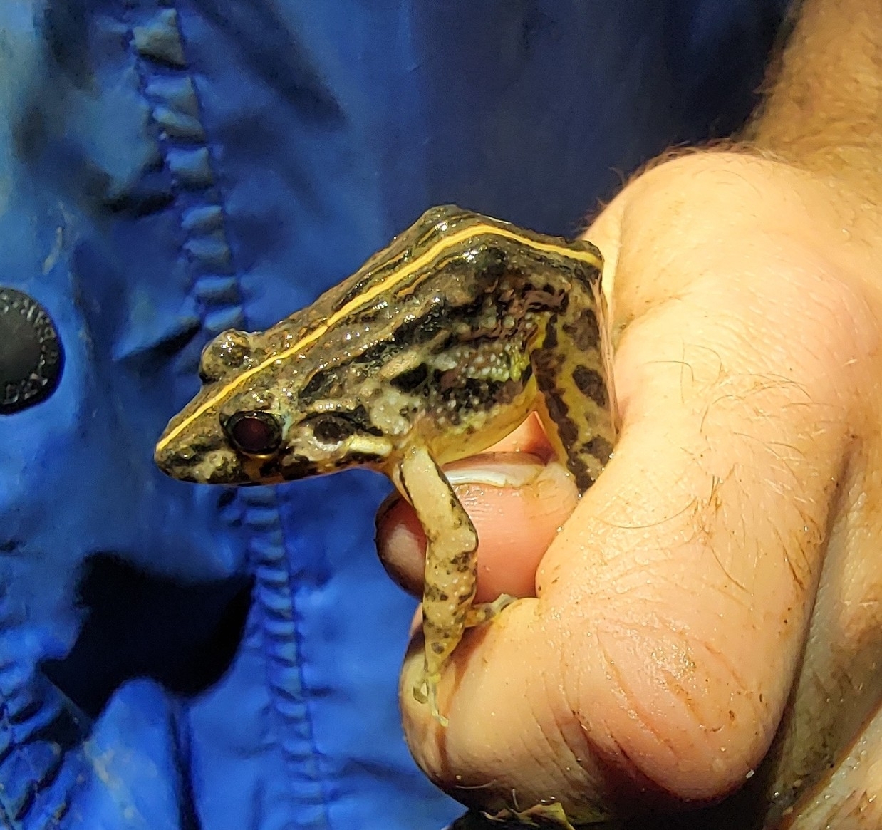 South Indian Cricket Frog