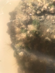 Amphibalanus amphitrite