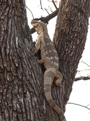Varanus albigularis
