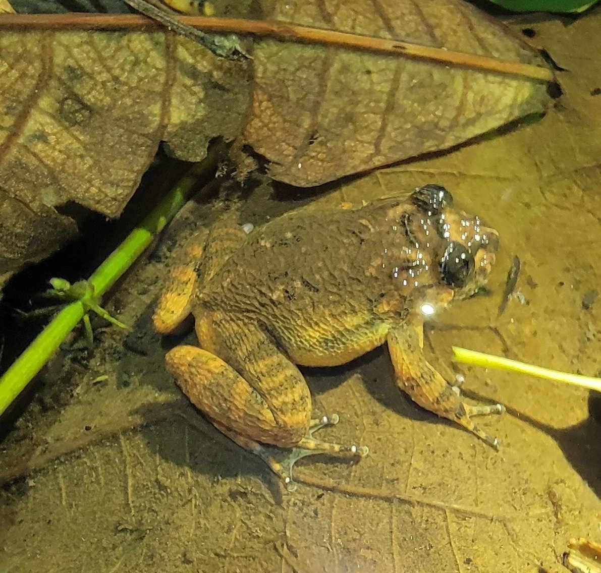 Meowing Wrinkled Frog