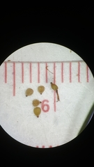 Fimbristylis decipiens