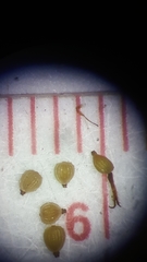 Fimbristylis decipiens