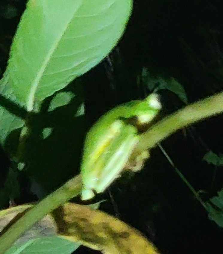 Anamalai Tree Frog