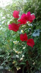 Bougainvillea