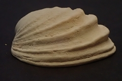 Irusella lamellifera