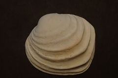 Irusella lamellifera