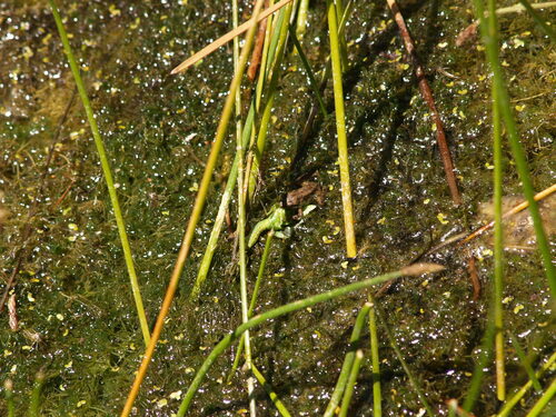 iNaturalist observation photo of Pacific chorus frog